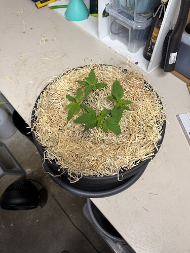 Growreport Bild 40