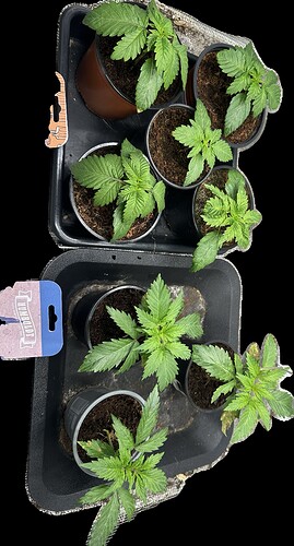 Growreport Bild 6