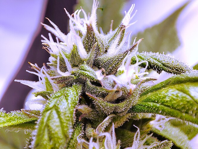 Growreport Bild 8