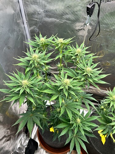 Growreport Bild 15