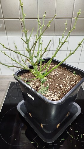 Eine abgeerntete Cannabis-Pflanze in einem schwarzen Topf auf einem Herd.