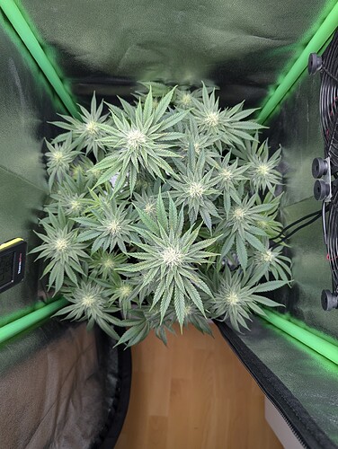Growreport Bild 2