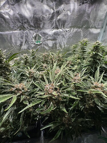 Growreport Bild 5