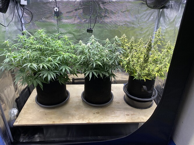 Growreport Bild 71