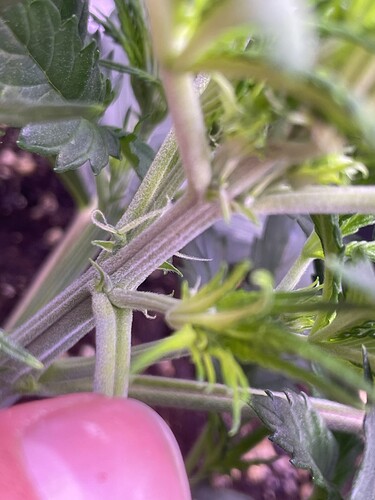 Growreport Bild 1