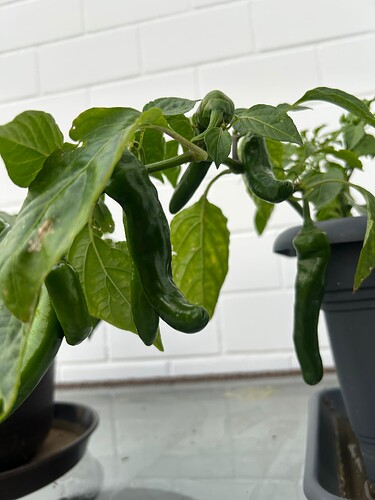 Growreport Bild 53