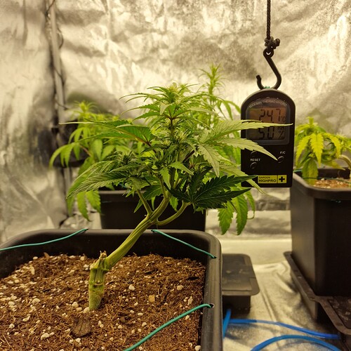 Growreport Bild 5