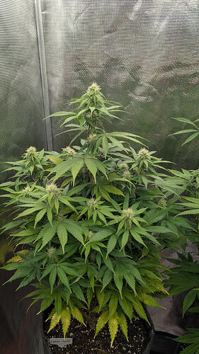 Growreport Bild 6