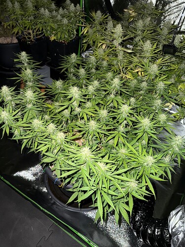 Growreport Bild 18