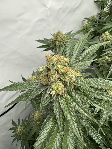 Growreport Bild 3