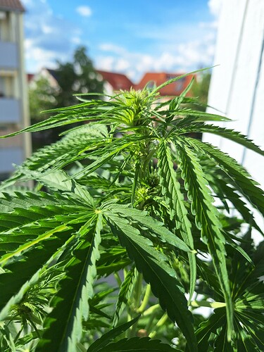 Growreport Bild 18