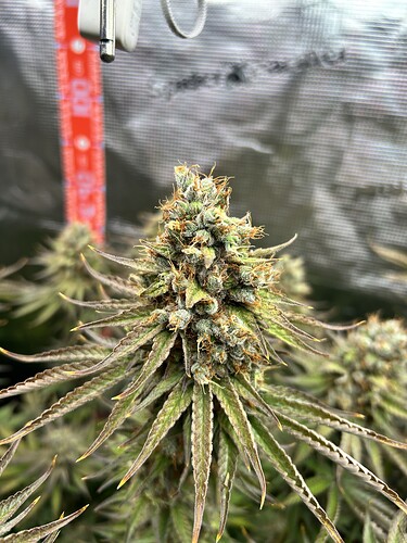 Nahaufnahme eines reifen Cannabis-Buds kurz vor der Ernte in einem Grow-Zelt.