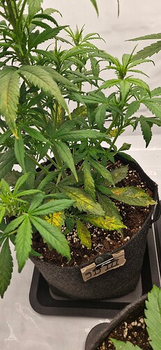 Growreport Bild 13