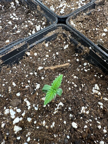 Growreport Bild 45