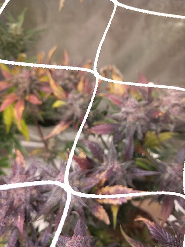 Growreport Bild 7