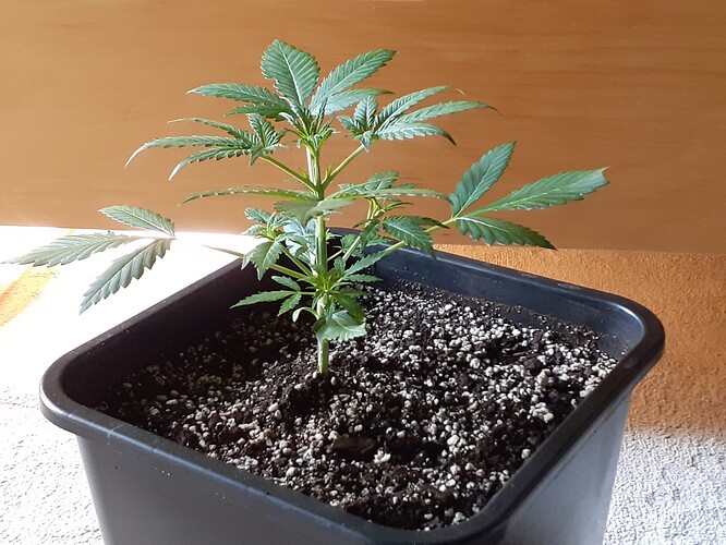 Growreport Bild 103