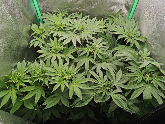 Growreport Bild 6