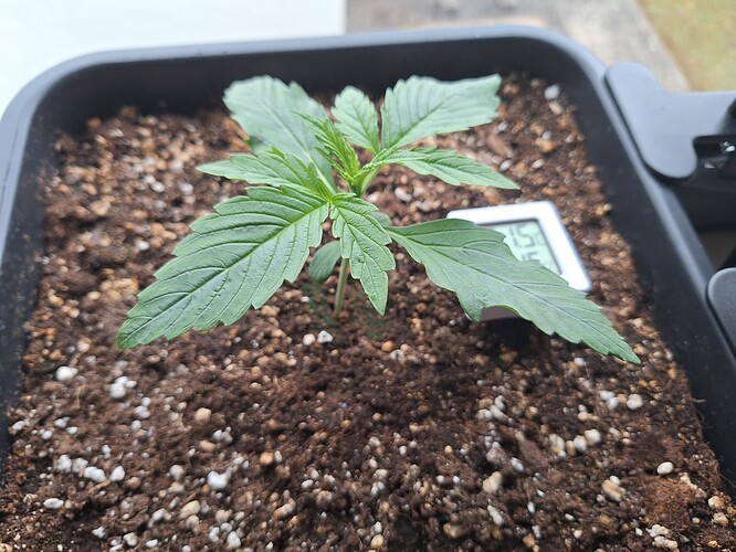 Growreport Bild 1
