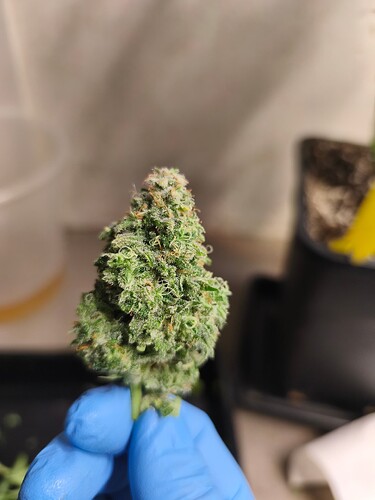 Growreport Bild 9