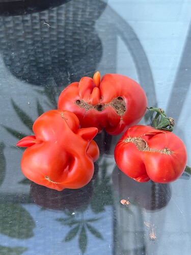Growreport Bild 111