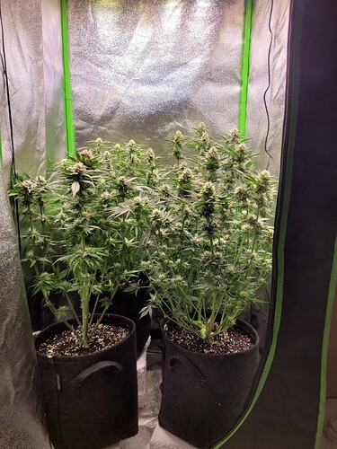 Growreport Bild 1