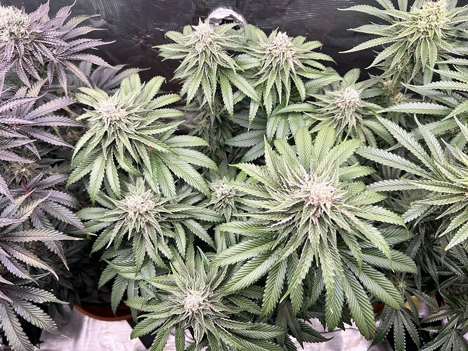 Growreport Bild 12
