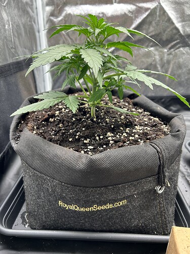 Growreport Bild 2