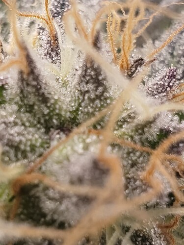 Growreport Bild 2