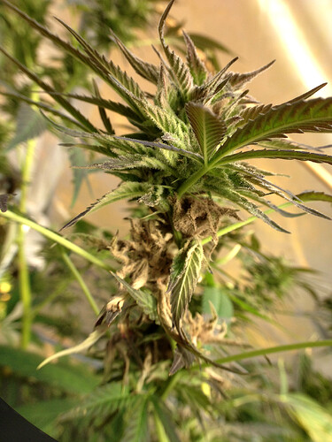 Grow25_1103b_05