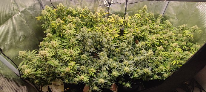 Growreport Bild 2