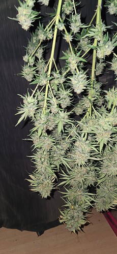 Growreport Bild 83