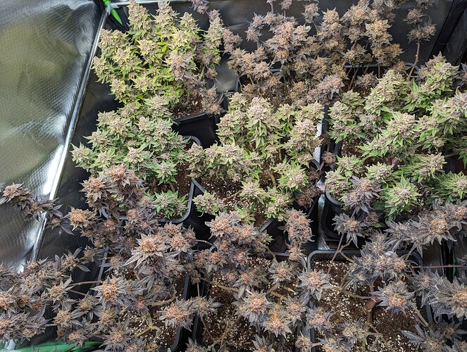 Growreport Bild 3