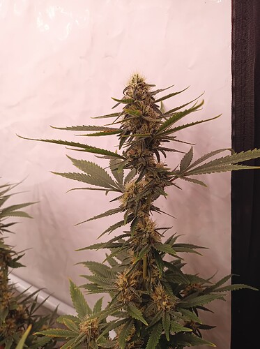 Growreport Bild 26
