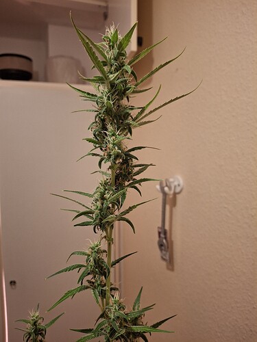 Growreport Bild 223