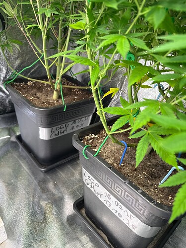 Growreport Bild 40