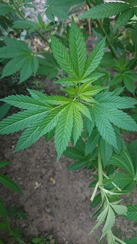 Growreport Bild 34