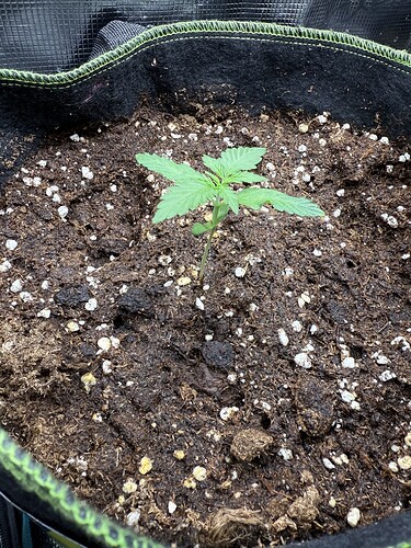 Growreport Bild 2