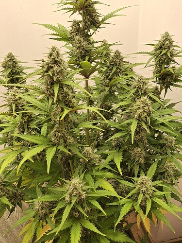 Growreport Bild 182