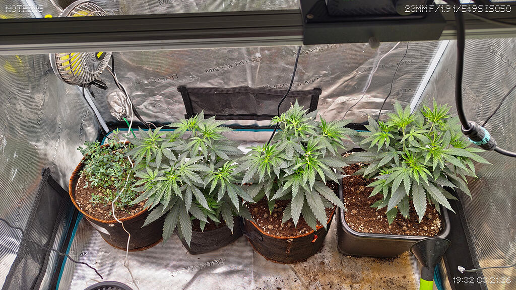 Zamnesia - Lemon Cherry Gelato F1