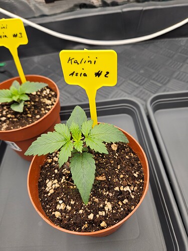 Growreport Bild 8