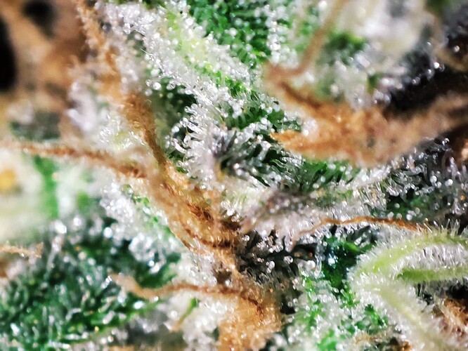 Growreport Bild 55