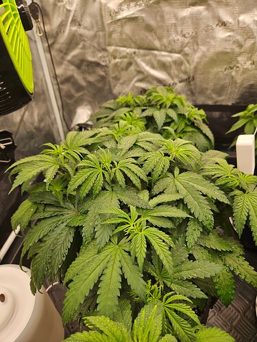 Growreport Bild 34