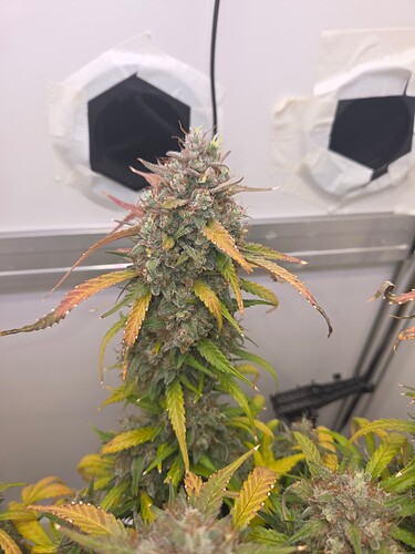 Growreport Bild 3