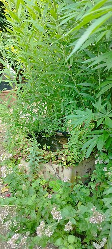 Growreport Bild 12