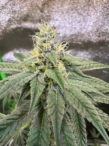 Growreport Bild 7