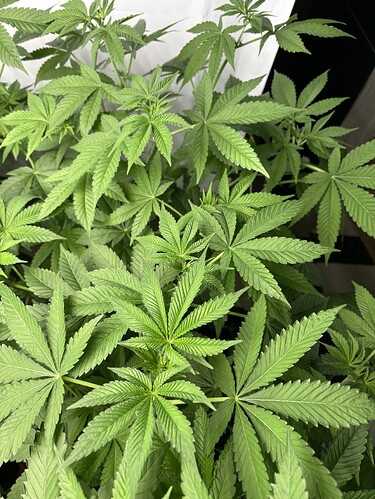 Growreport Bild 17