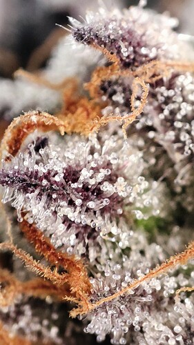 Growreport Bild 7