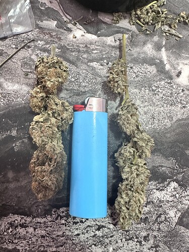 Growreport Bild 37