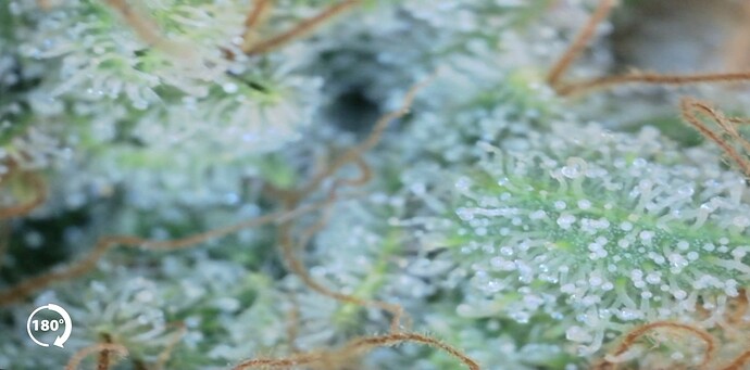Growreport Bild 18