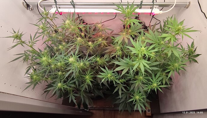 Growreport Bild 21
